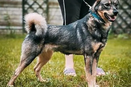 ARO - piękny psiak, porzucony na działkach szuka d, Łódź