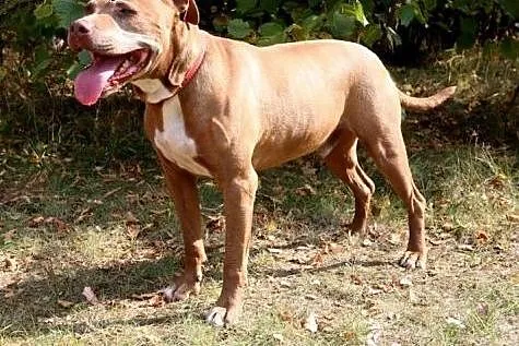 Fiodor Pit Bull Terrier red nose  ,  mazowieckie W