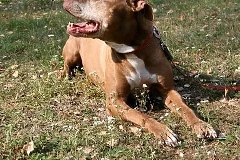 Fiodor Pit Bull Terrier red nose  ,  mazowieckie W