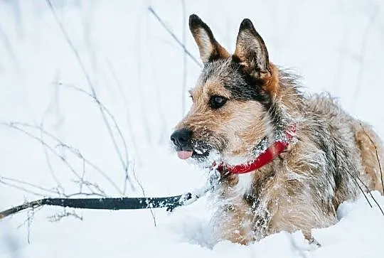 Uszatek prawie Terrier szuka domu, Podkarpackie, Stalowa Wola