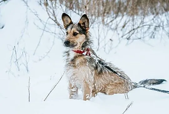 Uszatek prawie Terrier szuka domu, Podkarpackie, Stalowa Wola