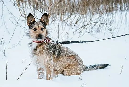 Uszatek prawie Terrier szuka domu, Podkarpackie, Stalowa Wola