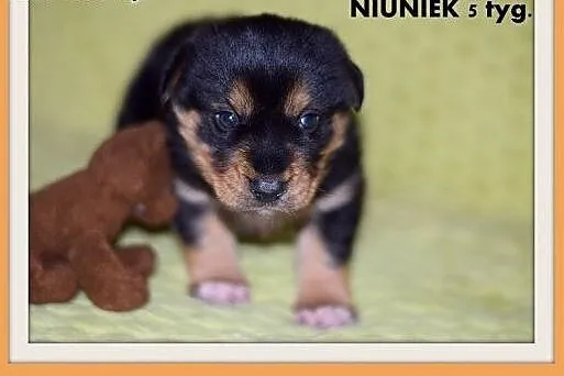 5 tyg.szczeniak,piesek sredni,NIUNUŚ z domu tymczaso.ADOPCJA,  mazowieckie Warszawa