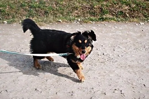 Roksana młodziutka, śliczna, kochana sunia.,  podk
