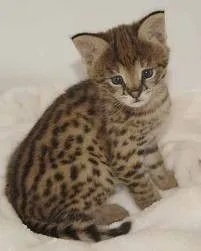 Urocze koty rasy Ocelot, czystej rasy i urocze/ Urocze koty rasy Ocelot, czystej rasy i urocze.