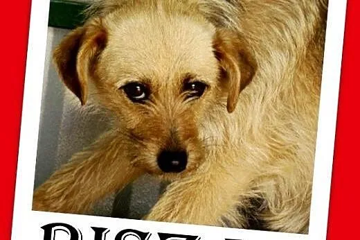 9 kg,terier mix,pszeniczna suczka,łagodna BISZA.Adopcja,  małopolskie Kraków