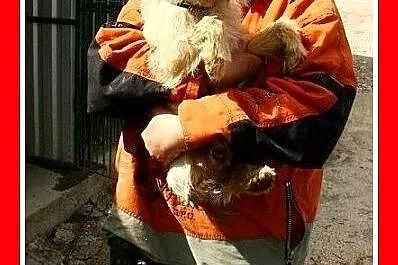 9 kg,terier mix,pszeniczna suczka,łagodna BISZA.Ad