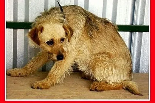 9 kg,terier mix,pszeniczna suczka,łagodna BISZA.Ad