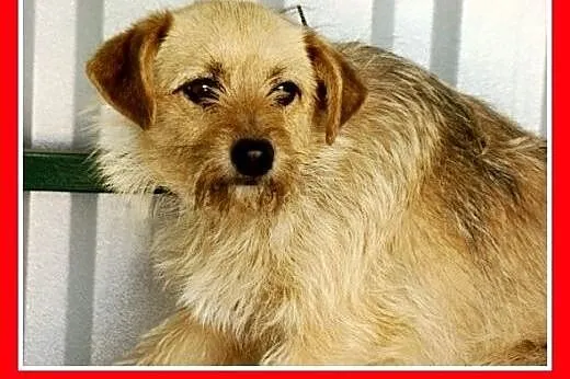 9 kg,terier mix,pszeniczna suczka,łagodna BISZA.Ad