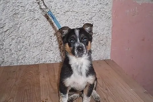 GIGA do adopcji .