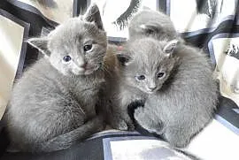 Przepiękne kocięta Rosyjskie Niebieskie