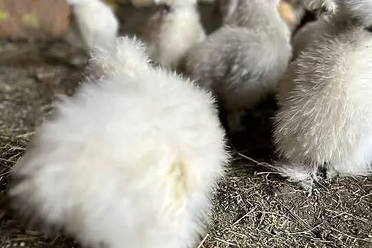 Silka jedwabista lokowana kurczaki, Lubuskie, Przyczyna Górna
