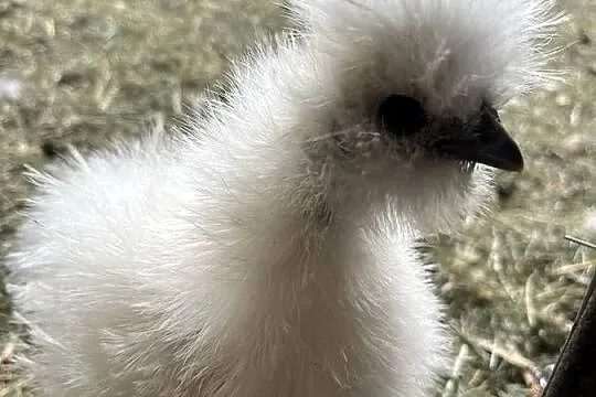 Silka jedwabista lokowana kurczaki, Lubuskie, Przyczyna Górna