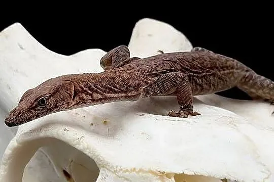 Varanus pilbarensis