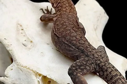 Varanus pilbarensis, Śląskie, Sosnowiec
