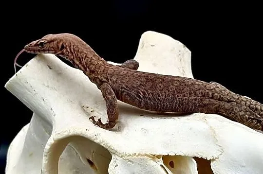 Varanus pilbarensis, Śląskie, Sosnowiec