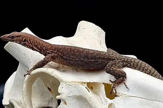 Varanus pilbarensis, Śląskie, Sosnowiec