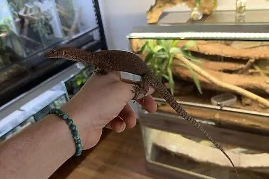 Varanus pilbarensis, Śląskie, Sosnowiec