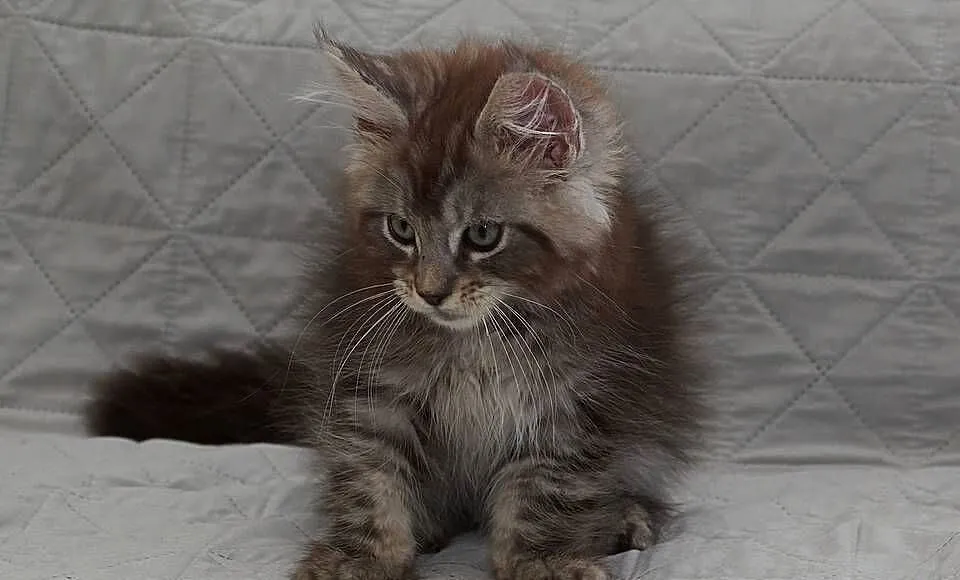 Maine Coon czarny srebrzysty kocurek Igo Nannarella*PL, Mazowieckie, Słupno