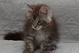 Maine Coon czarny srebrzysty kocurek Igo Nannarella*PL