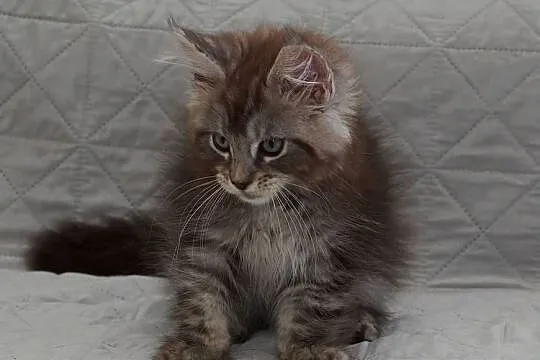 Maine Coon czarny srebrzysty kocurek Igo Nannarella*PL, Mazowieckie, Słupno