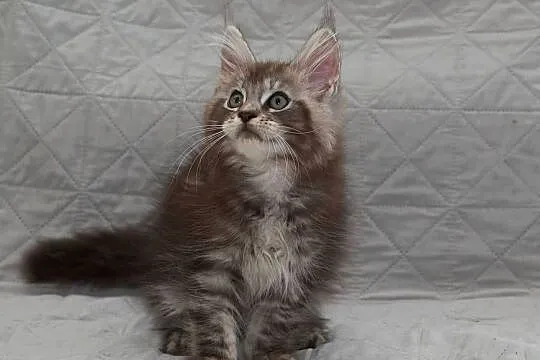 Maine Coon czarny srebrzysty kocurek Igo Nannarella*PL, Mazowieckie, Słupno