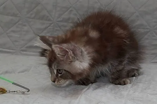 Maine Coon czarny srebrzysty kocurek Igo Nannarella*PL, Mazowieckie, Słupno