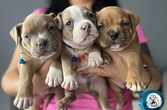 American Bully ABKC Gundabar Dogs, Wielkopolskie, Koło