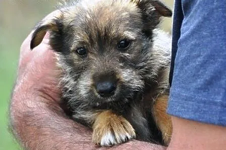 Latte malutka suczka 2 mce szczeniak ADOPCJA,  małopolskie Kraków