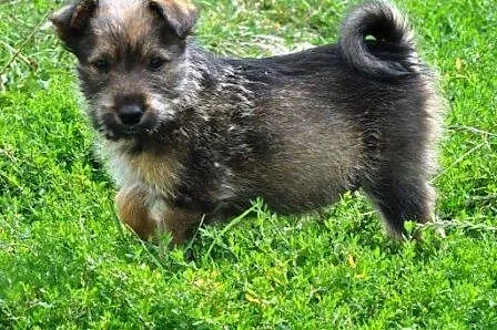 Latte malutka suczka 2 mce szczeniak ADOPCJA,  mał