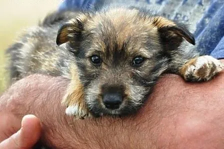 Latte malutka suczka 2 mce szczeniak ADOPCJA,  mał