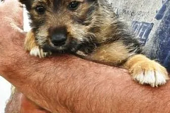 Latte malutka suczka 2 mce szczeniak ADOPCJA,  mał