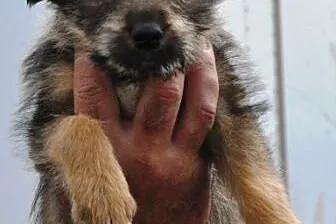 Latte malutka suczka 2 mce szczeniak ADOPCJA,  mał