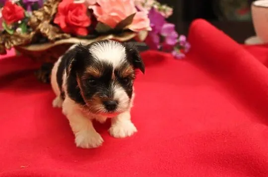 Piesek -Biewer Yorkshire Terrier z rodw-5 pokoleń -yorki-york -, Śląskie, Orzesze