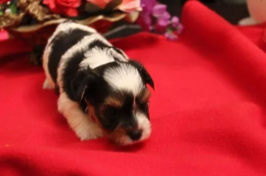 Piesek -Biewer Yorkshire Terrier z rodw-5 pokoleń -yorki-york -, Śląskie, Orzesze