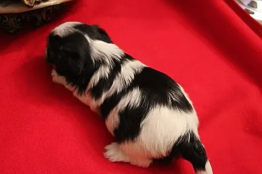 Piesek -Biewer Yorkshire Terrier z rodw-5 pokoleń -yorki-york -, Śląskie, Orzesze