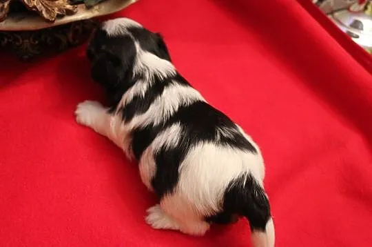 Piesek -Biewer Yorkshire Terrier z rodw-5 pokoleń -yorki-york -, Śląskie, Orzesze