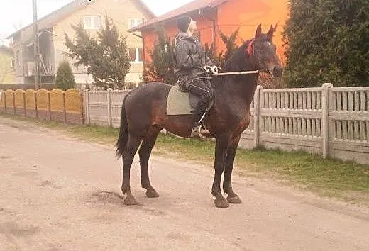 Sprzedam !!! Piękny Śląski Ogier ! , łódzkie Sier