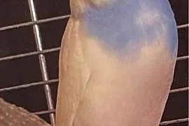 Papuga falista oswojona
