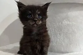 Kotka Maine Coon Nera