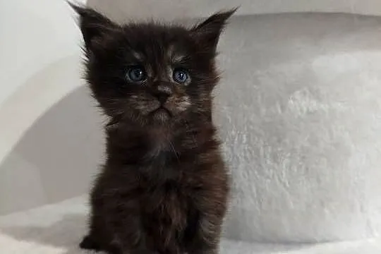 Kotka Maine Coon Nera