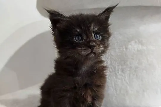 Kotka Maine Coon Nera, Kujawsko-pomorskie, Szembruk