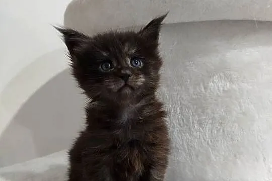 Kotka Maine Coon Nera, Kujawsko-pomorskie, Szembruk