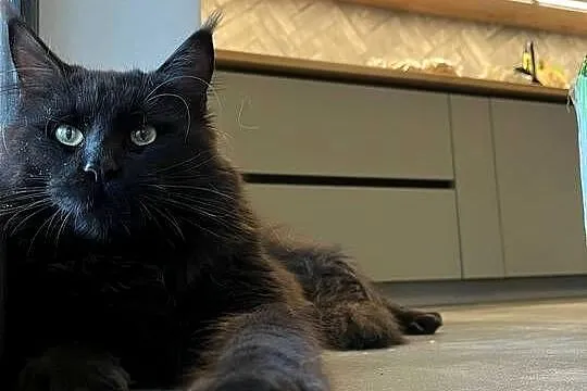 Kotka Maine Coon Nera, Kujawsko-pomorskie, Szembruk