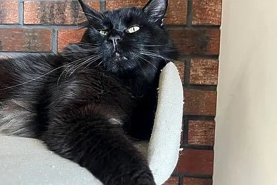 Kotka Maine Coon Nera, Kujawsko-pomorskie, Szembruk