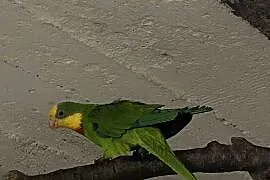 Barabandy