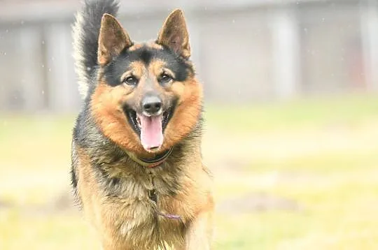 MAKS - wierny i lojalny to kandydat do adopcji idealny!, Łódzkie, Łódź