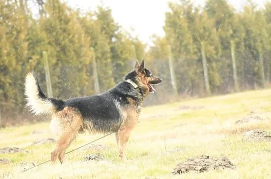 MAKS - wierny i lojalny to kandydat do adopcji idealny!, Łódzkie, Łódź