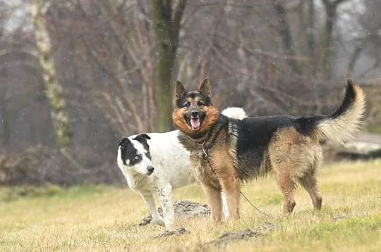 MAKS - wierny i lojalny to kandydat do adopcji ide, Łódź