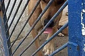 Osro, przyjaciel człowieka w typie DOGA szuka domu,  Kundelki cała Polska